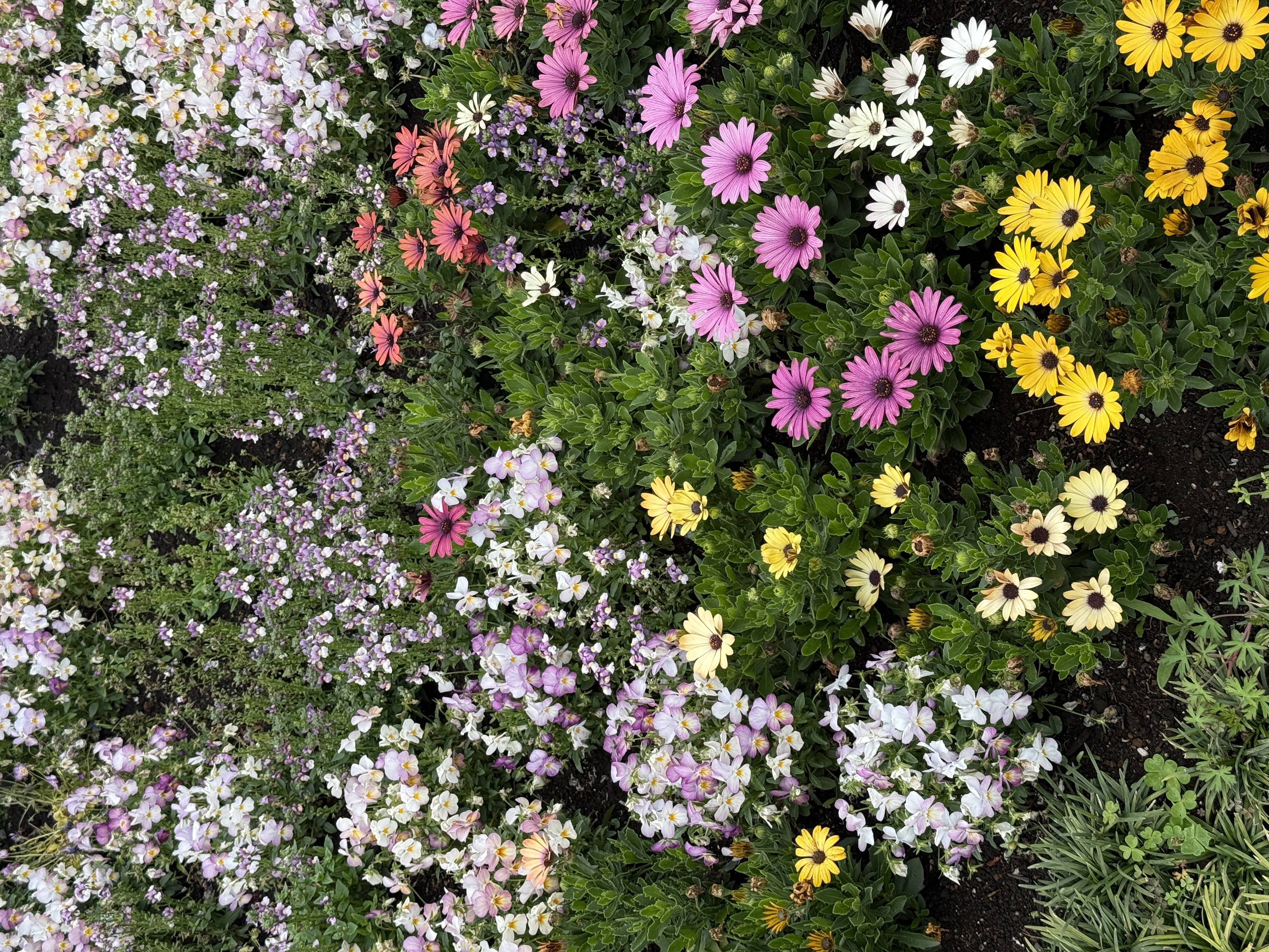 garden flowers